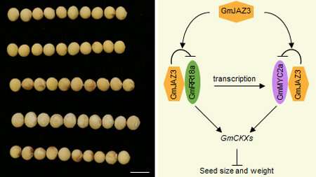 Researchers reveal novel module that influences soybean seed traits