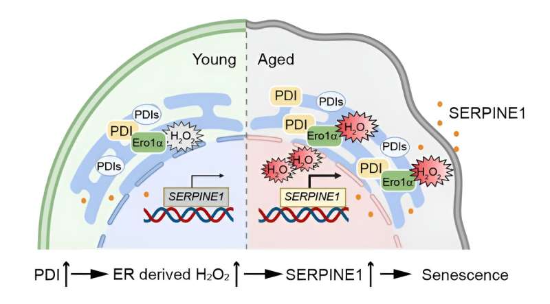 Researchers reveal role of protein oxidative folding in stem cell aging