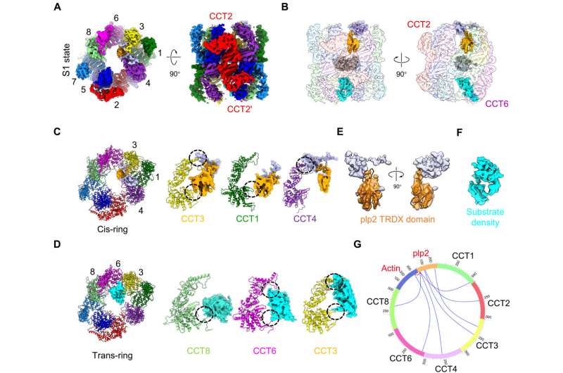 Researchers reveal structural basis of plp2-mediated cytoskeletal protein folding by TRiC/CCT