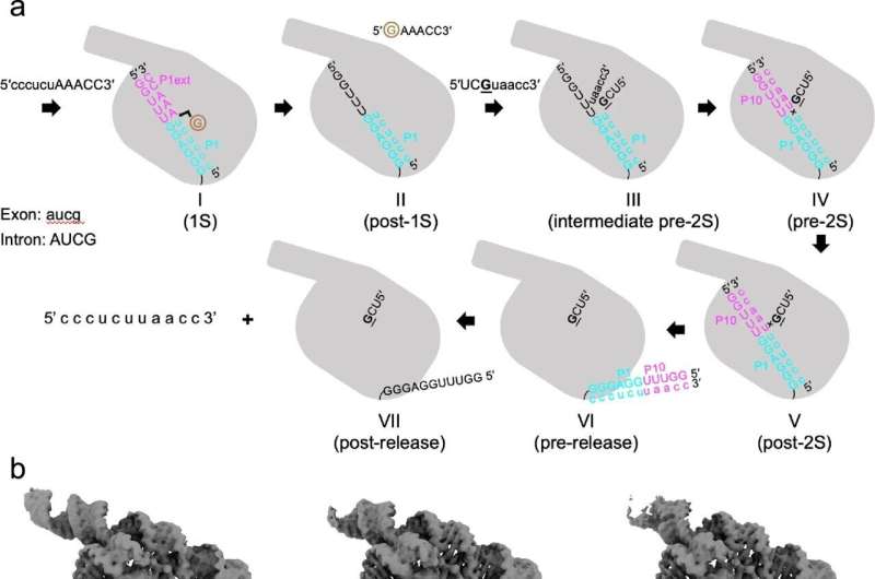 Researchers reveal structural mechanism of tetrahymena ribozyme self-splicing reaction