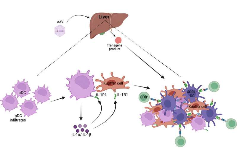 Researchers reveal uncharted liver-focused pathway in gene therapy immune responses