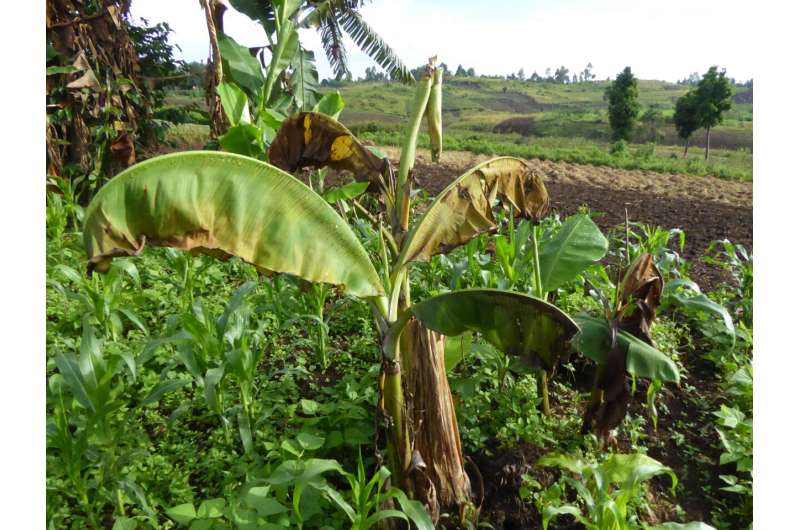 Researchers show consequences of inaction on devastating banana disease