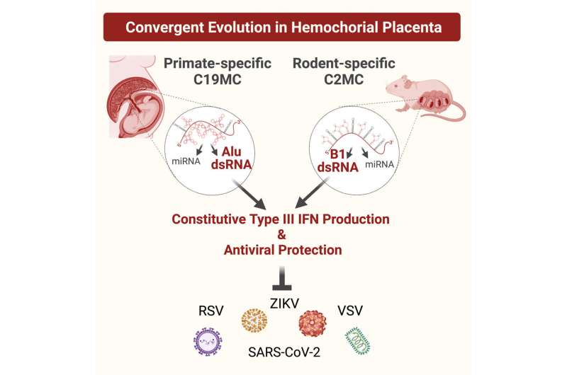 Researchers show how the placenta protects fetus in the womb against viral infections