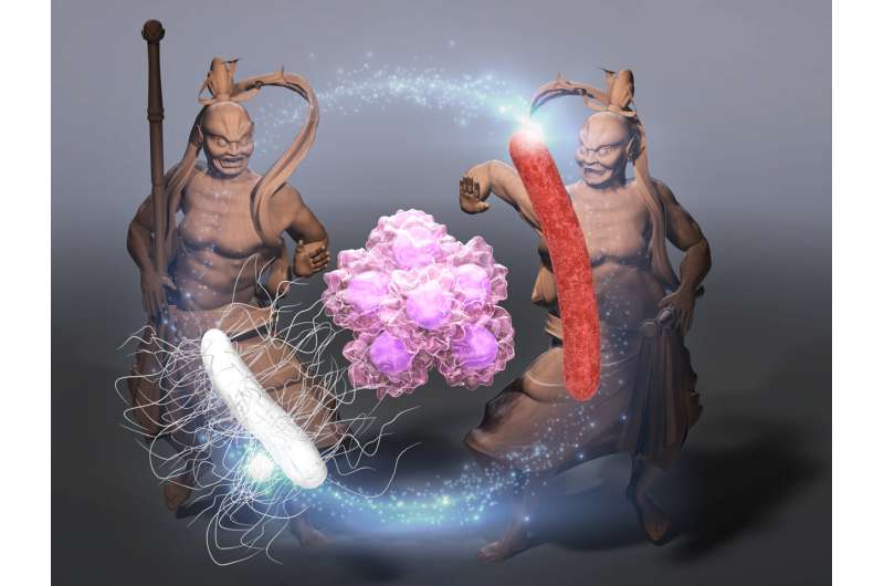 Researchers show that using a tumor's own bacteria is a promising anticancer therapy