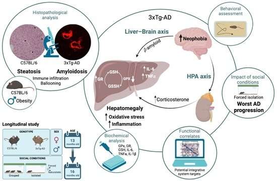 Researchers show the importance of the liver-brain axis in Alzheimer's disease