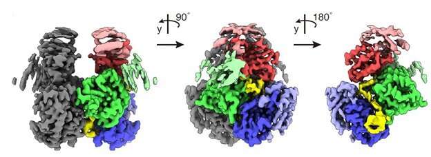 研究人员解决immune-evading艾滋病毒蛋白质复合体的结构