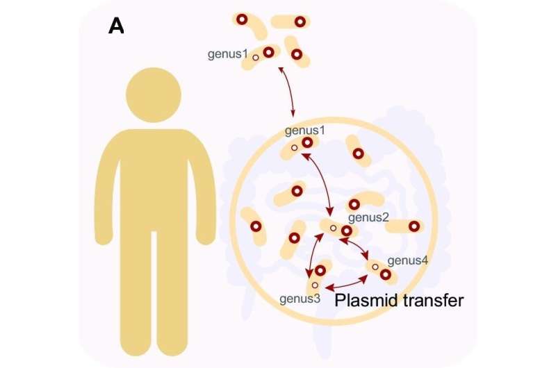 Researchers study diversity and impact of broad host range plasmids in human gut