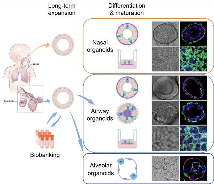 Researchers study infection and replication capacity of COVID in human respiratory organoids