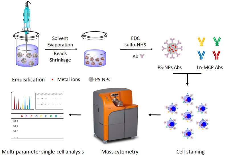 Researchers suggest metal labeling strategy for single-cell multiplexing with mass cytometry