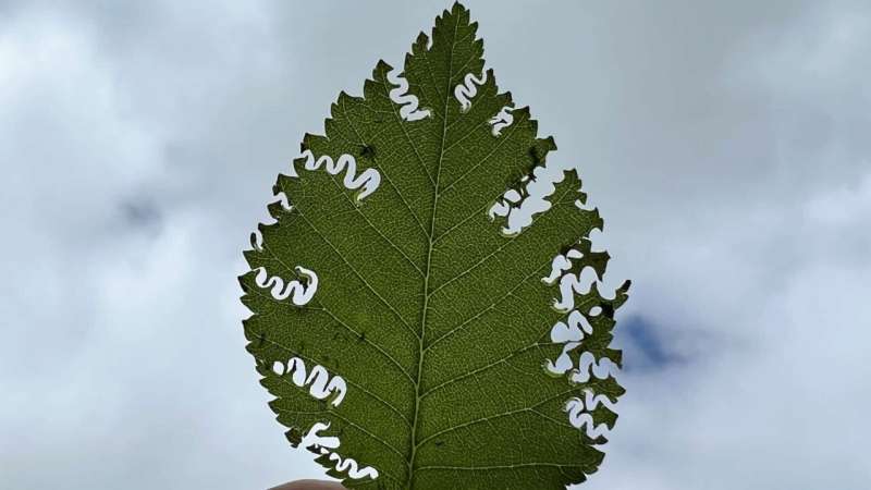 Researchers tracking new invasive insect, the elm zigzag sawfly