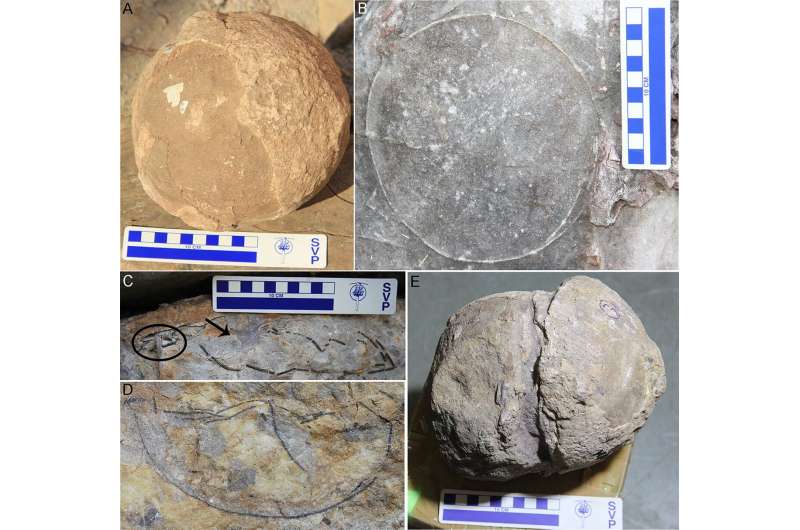 Researchers uncover 92 fossil nests belonging to some of India's largest dinosaurs