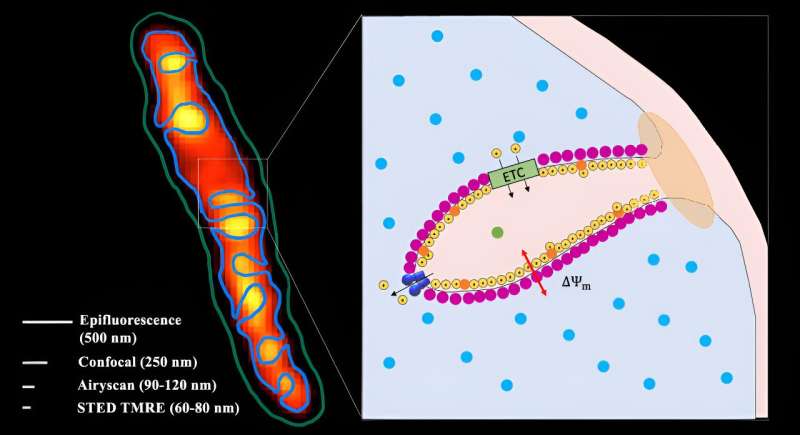 Researchers uncover battery-like functions of mitochondria using super-resolution microscopes