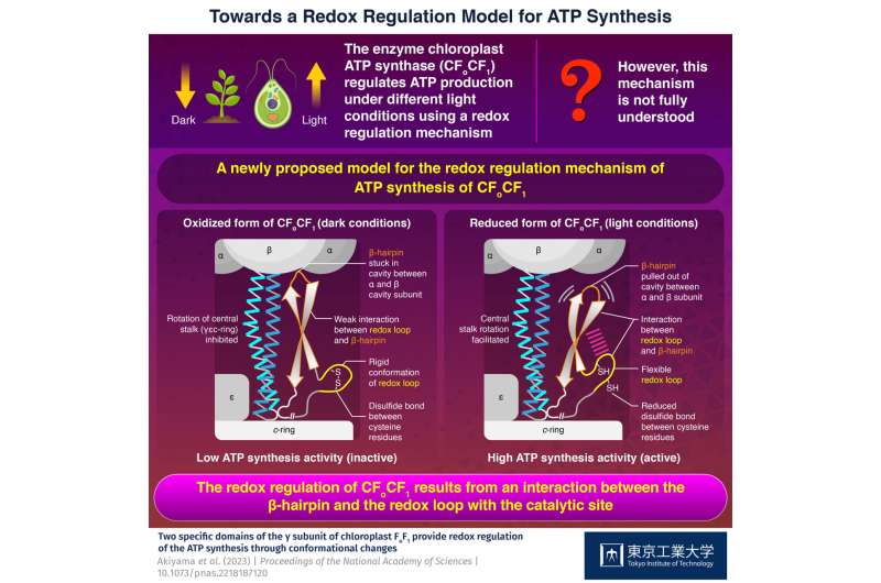 Researchers uncover how photosynthetic organisms regulate and synthesize ATP