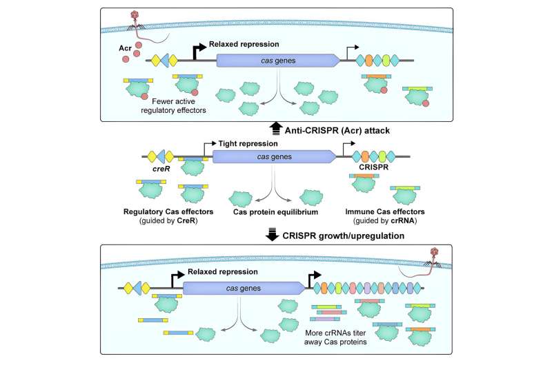 Researchers uncover novel physiological functions of CRISPR-Cas guard RNA