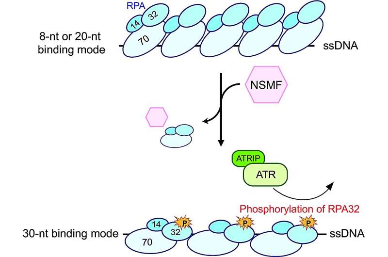 Researchers uncover NSMF protein's role in relieving DNA replication stress