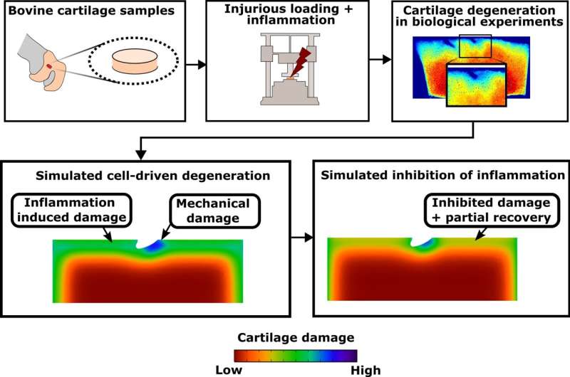 Researchers unraveled new mechanisms behind articular cartilage healing after injury