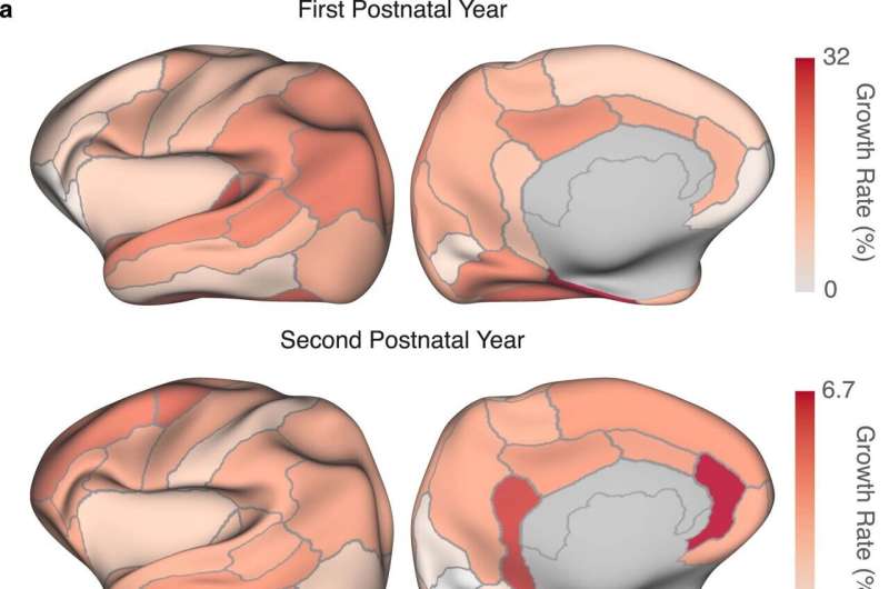 Researchers unveil new collection of human brain atlases that chart postnatal development