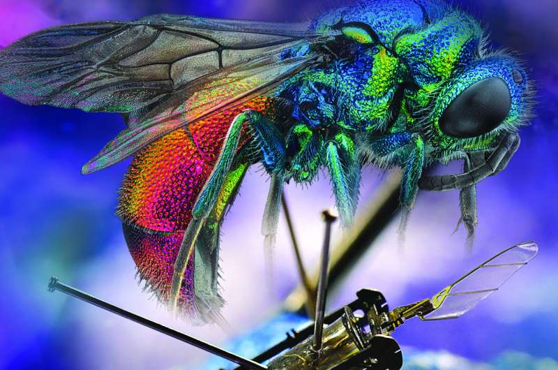 Des robots résistants de la taille d'un insecte continuent de voler même après des dommages aux ailes