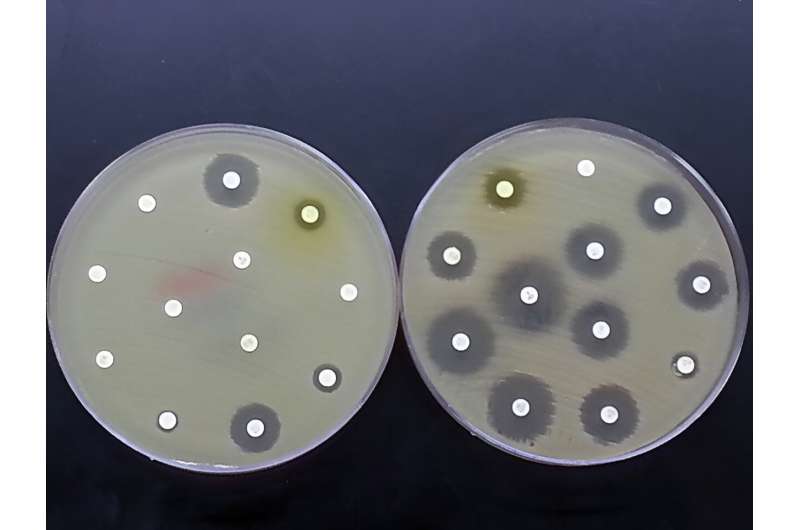Resistant E. coli rises despite drop in ciprofloxacin use
