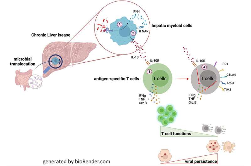 Restoration of immune defense in liver disease