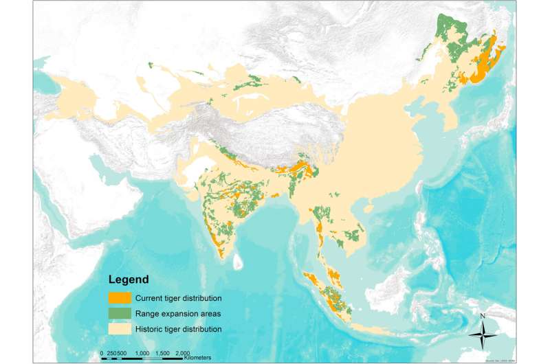 Restoring Asia's roar: Our plan to see tigers flourish again in historic locations