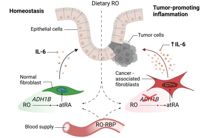 Retinol disruption and the role of vitamin a metabolism in colon cancer