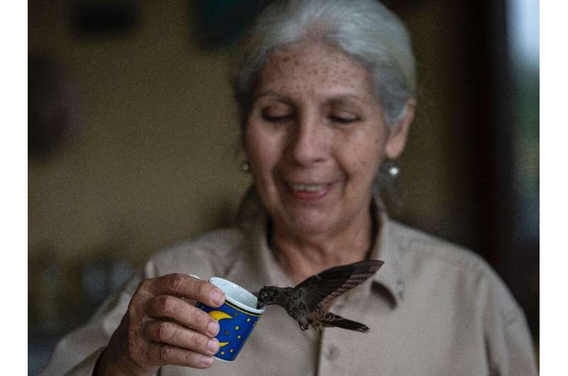 Retired physician Cecilia Martinez feeds a hummingbird known as a Brown Violetear at a sanctuary in Venezuela, on May 13, 2023