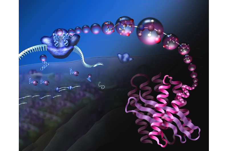 Ang pag-retool sa ribosomal translation machine makapalapad sa kemikal nga repertoire sa mga selula