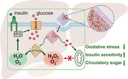 Reversing insulin resistance in liver cells could treat type 2 diabetes