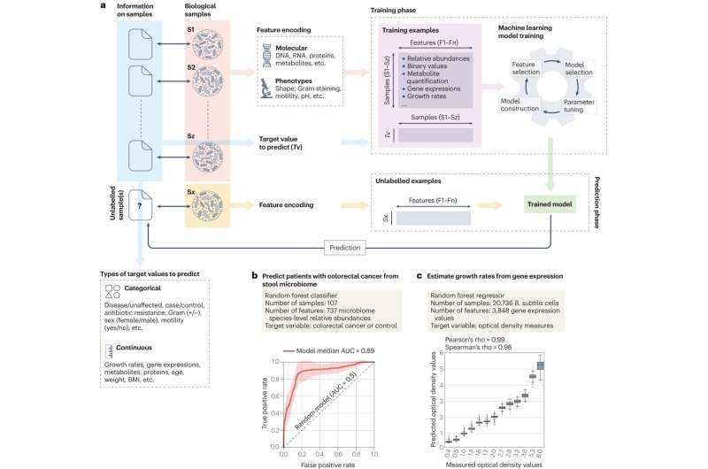 Review examines machine learning concepts for microbiologists