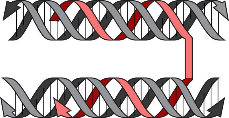 Revolutionary new method can manipulate the shape and packing of DNA