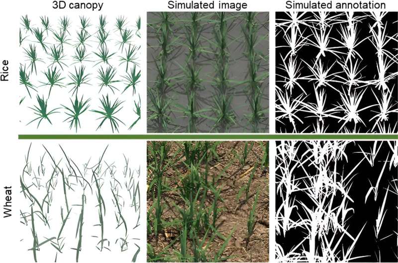 Revolutionizing crop phenotyping: self-supervised deep learning enhances green fraction estimation in rice and wheat