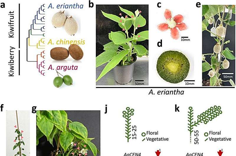 Revolutionizing kiwifruit cultivation: cutting-edge breeding strategies for Actinidia
