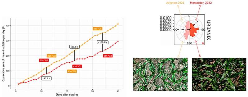Revolutionizing maize cultivation: new automatic algorithm unveils key insights into leaf orientation and plant productivity