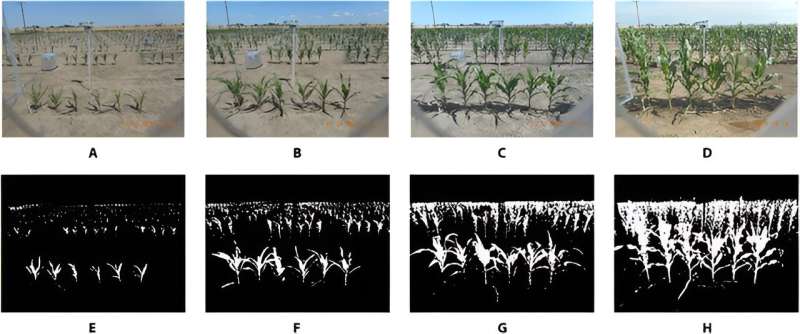 Revolutionizing plant phenotyping: self-supervised CNNs for accurate segmentation of overlapping field plants