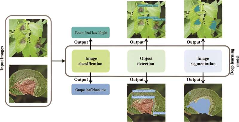 Revolutionizing plant disease diagnosis: novel lightweight deep learning models unveiled for multi-crop protection