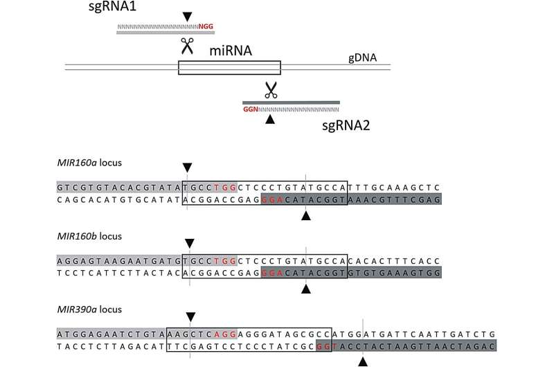 Revolutionizing plant biotechnology: CRISPR/Cas9's role in fine-tuning miRNA expression in tetraploid potatoes