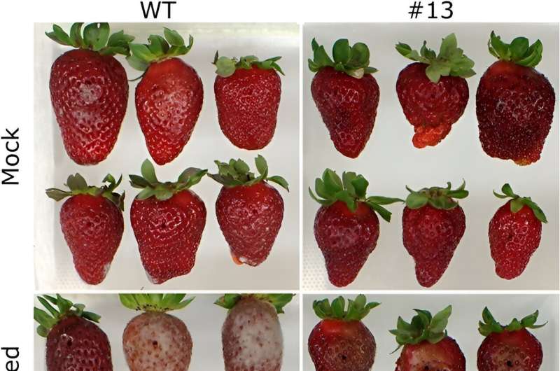 Revolutionizing strawberry production: CRISPR/Cas9 editing enhances fruit firmness and extends shelf life
