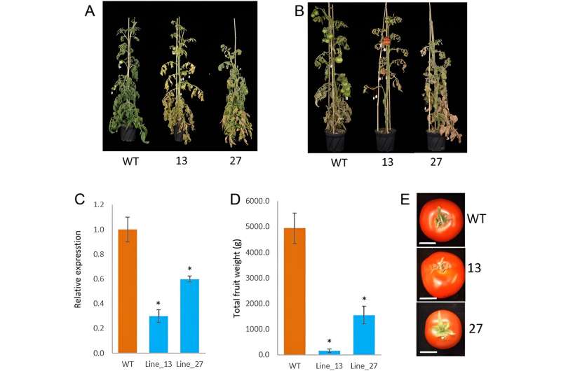 Revolutionizing tomato fruit development: Unveiling the role of autophagy in metabolism and growth