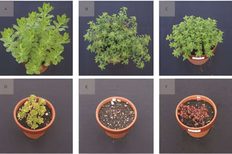 Revolutionizing urban greening: multispectral imaging unlocks genetic secrets of phedimus plants for rooftop gardening