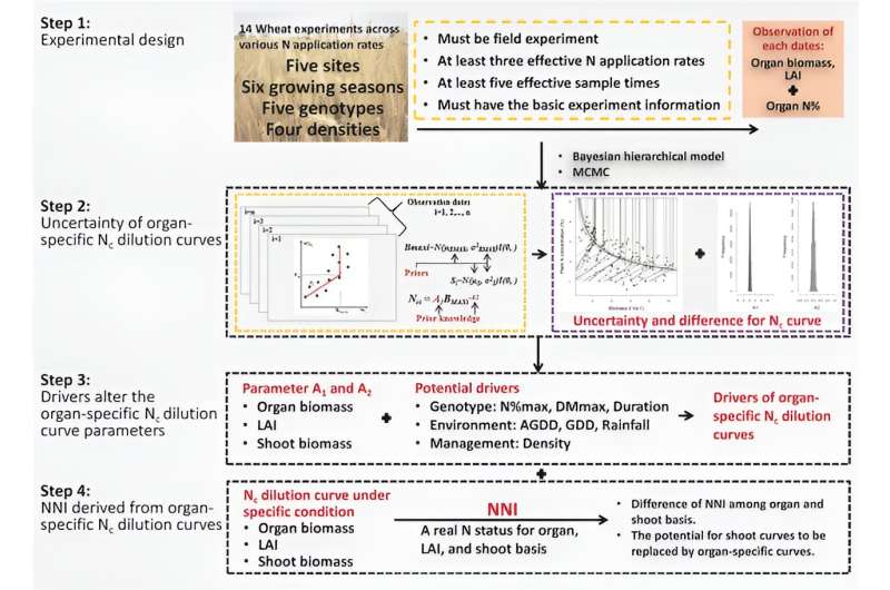 Revolutionizing wheat nitrogen management: Unveiling the complexities of organ-specific N dynamics under varied conditions