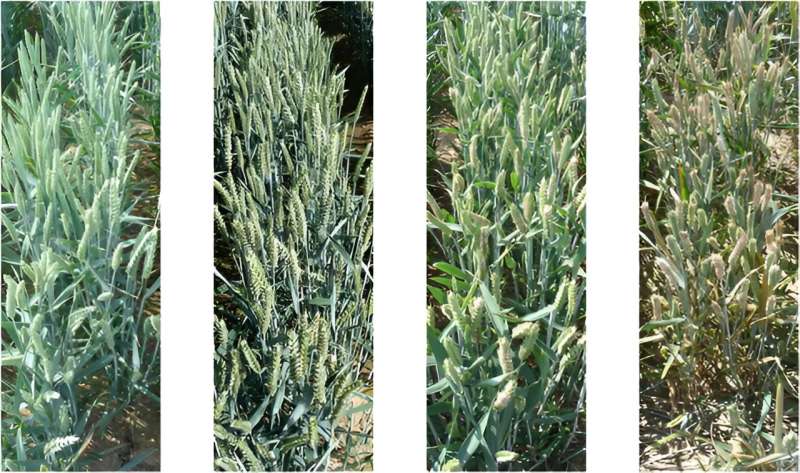 Revolutionizing wheat disease detection: Advancements in RBG imaging and deep learning for accurate fhb assessment