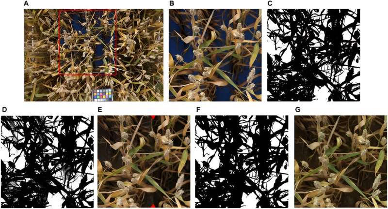 Revolutionizing wheat yield analysis: new method separates disease impact from natural senescence using advanced imaging and deep learning
