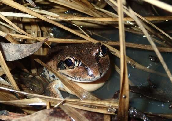 Ribbiting rhythms: citizen science reveals new information about frog calls