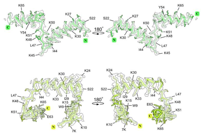 Ribosomal protein exhibits remarkable evolutionary transformation