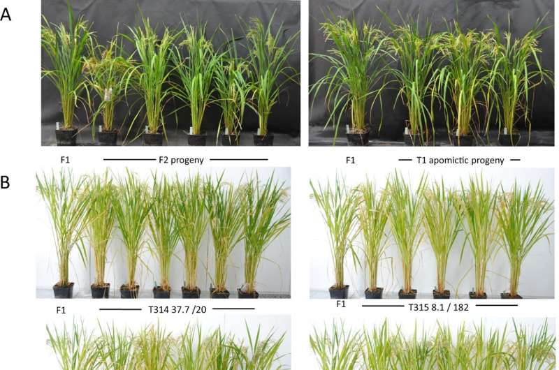 Rice breeding breakthrough could feed billions