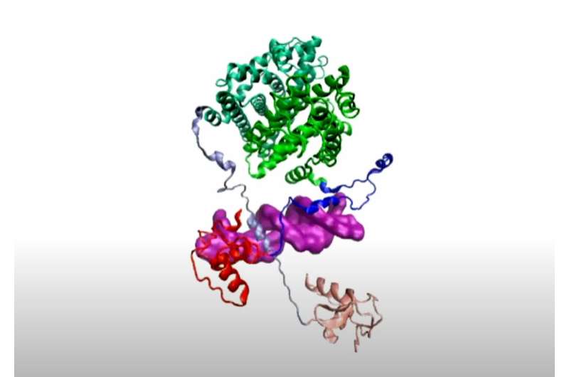 Rice lab uncovers dynamics behind protein crucial in breast cancer