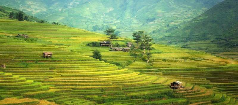 rice terrace farming