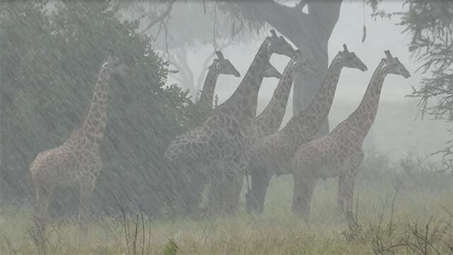 Rising rainfall, not temperatures, threaten giraffe survival