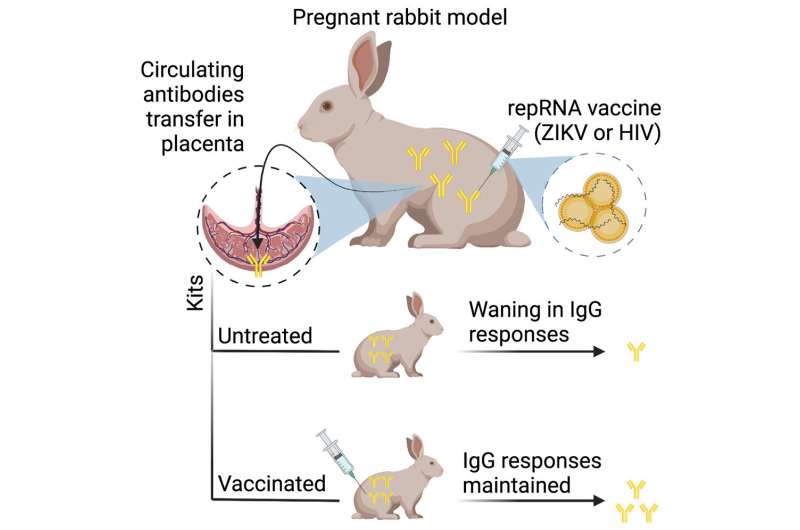 RNA vaccination in rabbit mothers confers benefits to offspring in the womb